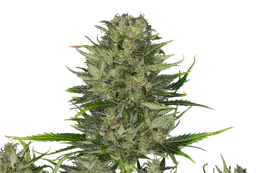 DoSiDos Auto
