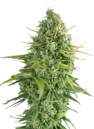 Do-Si-Dos Cookies Auto
