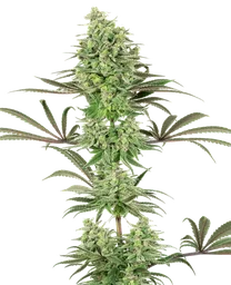 Double Banana Kush