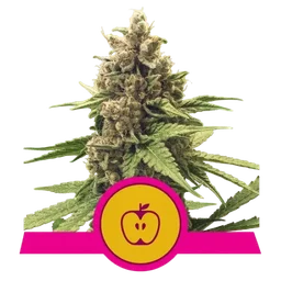 Apple Fritter