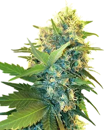Double Kush Cake