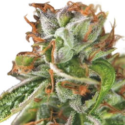 Double OG Haze