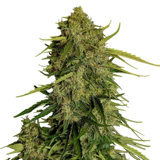 Atlas F1 Auto