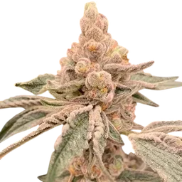 Dream Candy
