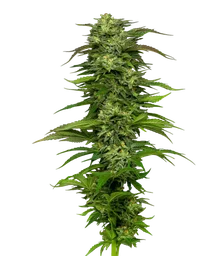 Dream Queen Auto