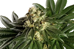Dream Sherbet