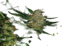 Dream Sherbet Auto