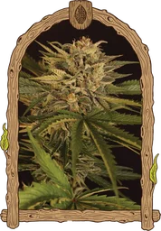 Dr. Greenman Pure CBD