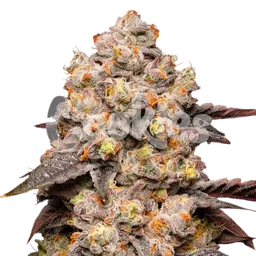 Dried Fruit