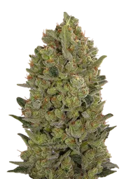 00 Cheese