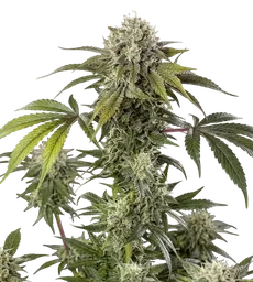 Durban Z F1