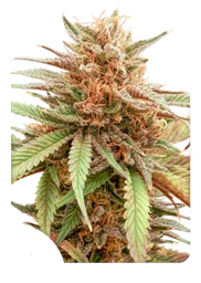 Durban Dew