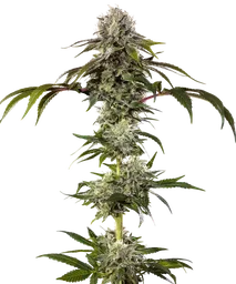 Durban Poison