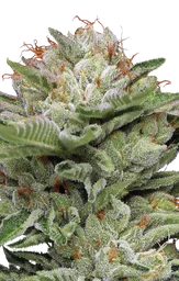 Durban Poison Auto