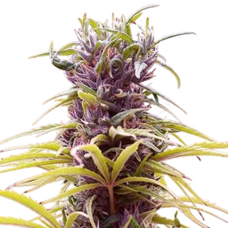 Durban Poison
