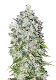 00 Kush Auto