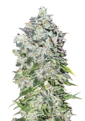 00 Kush Auto