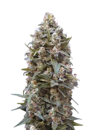 00 Kush