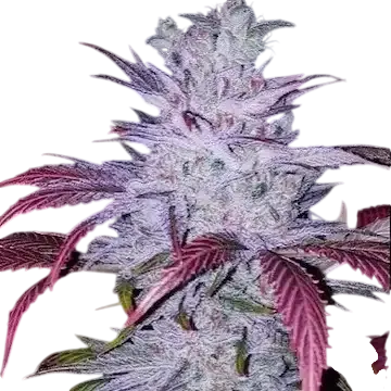 Early Lemon Berry RBX