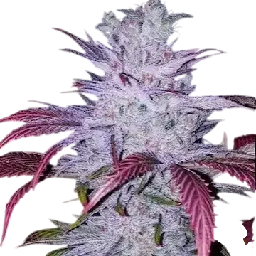 Early Lemon Berry RBX