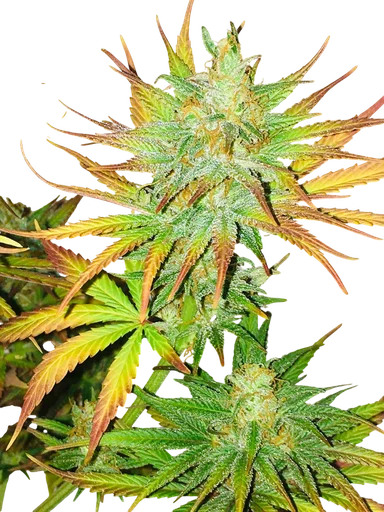 Early Queen