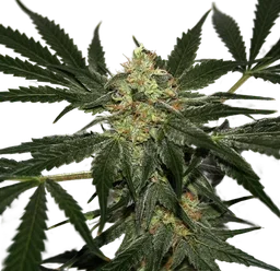 Early Haze