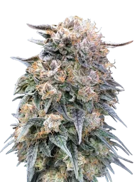 00 Kush FAST