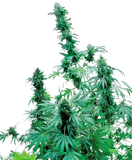 Early Skunk