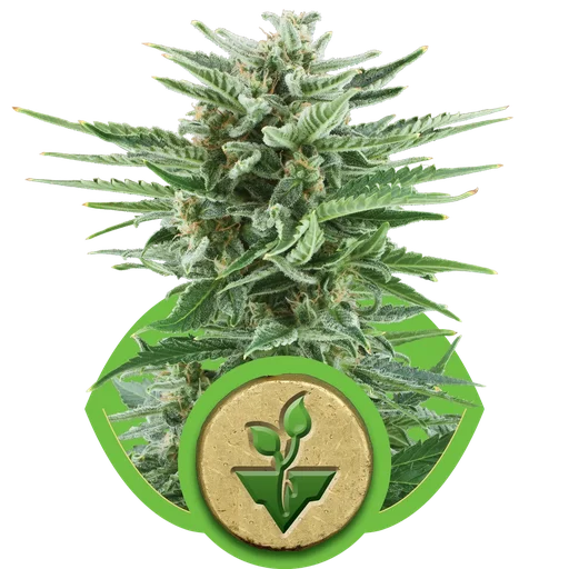 Easy Bud Auto
