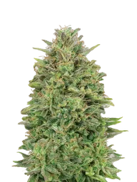 00 Skunk