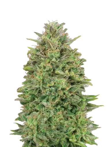 00 Skunk