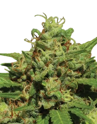 Emerald Fire OG Auto