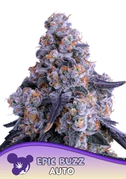 Epic Buzz Auto