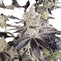 Ethos Cookies R2