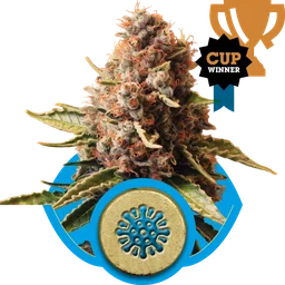 Euphoria CBD