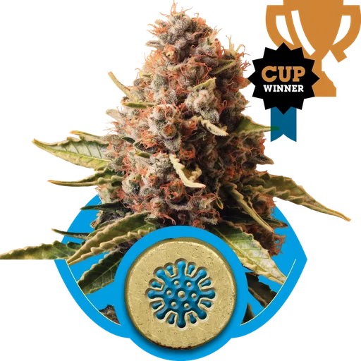 Euphoria CBD