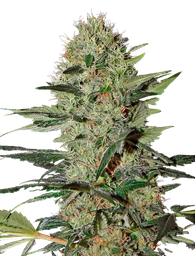 Exodus Cheese Auto