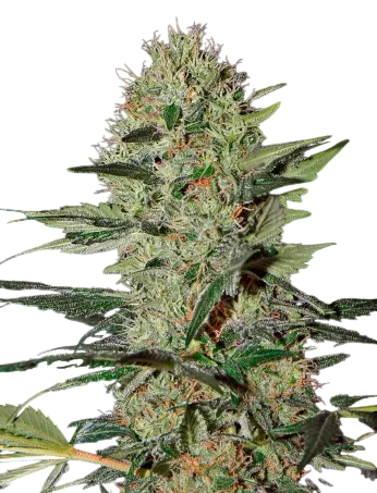 Exodus Cheese