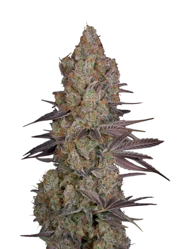Exodus Cheese