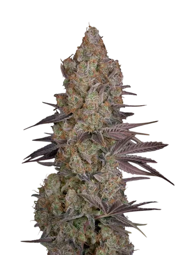 Exodus Cheese