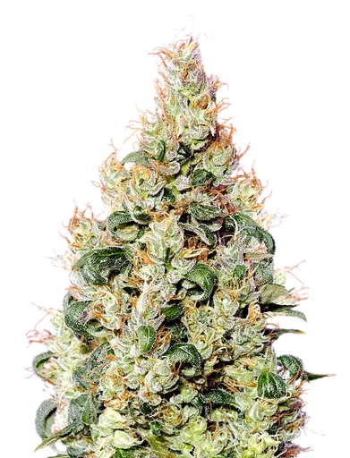 Exodus Cheese CBD Auto