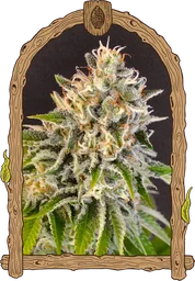 Exotic Biscotti