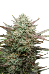 Face Fat Auto