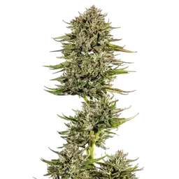 Face Gas Auto