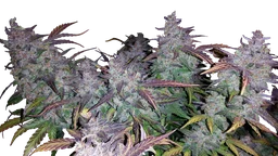 Fastberry Auto