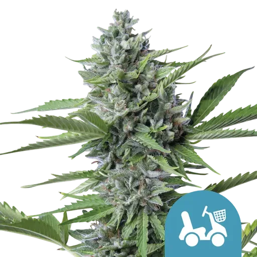 Fast Eddy CBD Auto