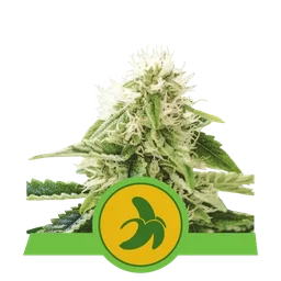 Fat Banana Auto