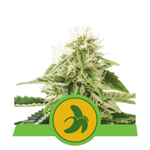 Fat Banana Auto