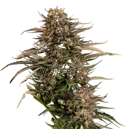 Fatso GMO F1 Auto