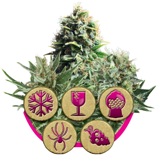 Feminized Mix
